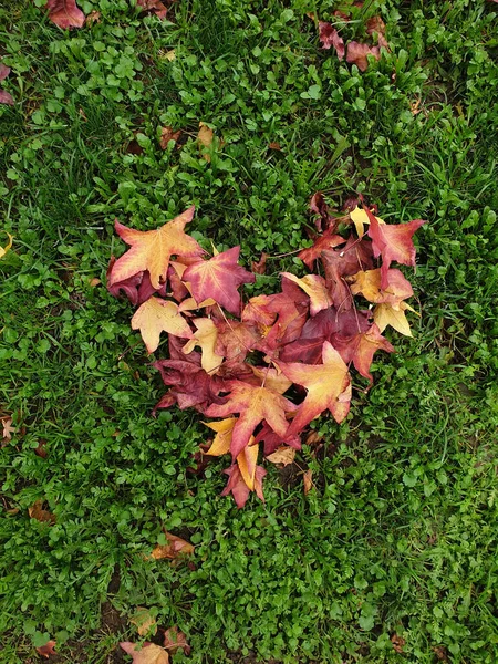 Gros Plan Feuilles Érable Forme Coeur Sur Champ — Photo