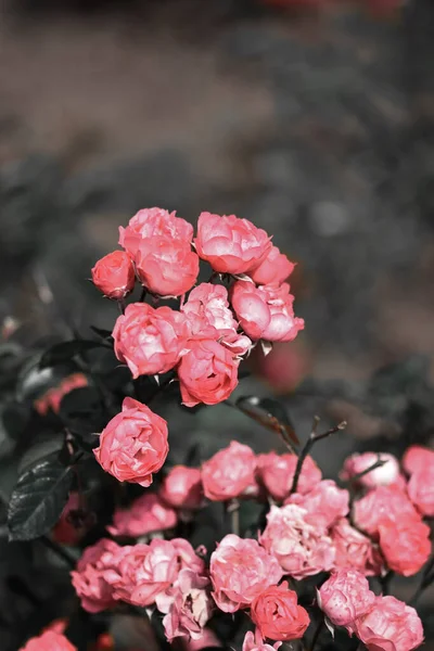 Vertical Shot Pink Peonies Sunlight Great Wallpaper — Stock Photo, Image