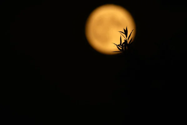 Het Silhouet Van Gebladerte Tegen Wazige Volle Maan — Stockfoto