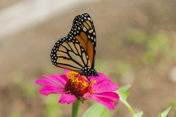 Vlinder Voedend Een Bloem Een Tuin — Stockfoto