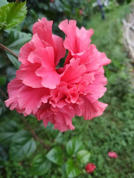 Primer Plano Una Hermosa Flor Roja Hibisco Naturaleza — Foto de Stock