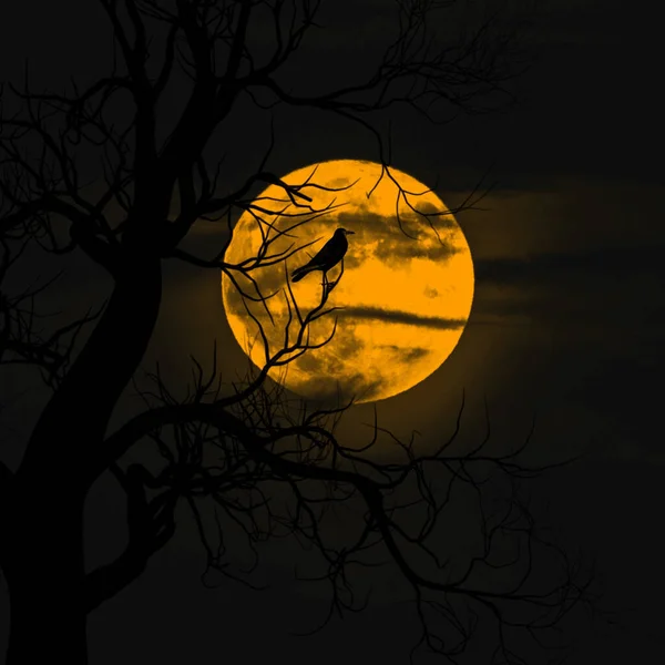 枝や月に鳥が羽を広げたハロウィーンのテーマの背景 — ストック写真