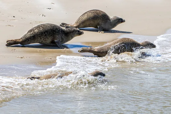 Een Close Shot Van Schattige Oorloze Zeehonden Liggend Een Zandige — Stockfoto