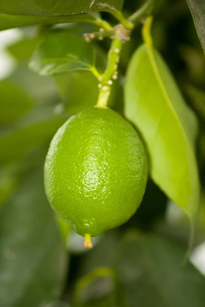 中美洲危地马拉一棵树上的绿色柠檬 — 图库照片