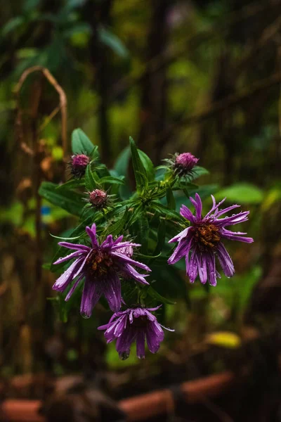 Closeup Purple Flowers — Stock Photo, Image