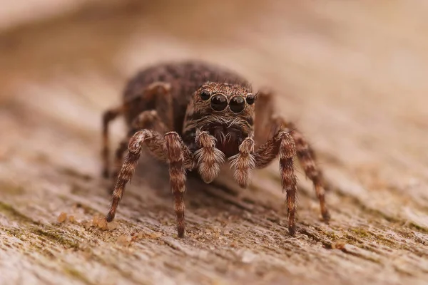 Πρόσθιο Κοντινό Πλάνο Της Μικρής Χαριτωμένης Αράχνης Downy Jumping Εφηβεία — Φωτογραφία Αρχείου