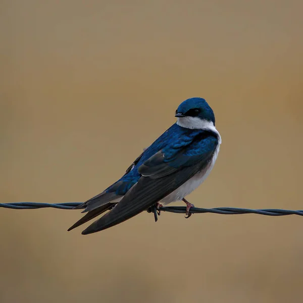 Pájaro Golondrina Azul Posado Valla Alambre Metal Contra Fondo Beige —  Fotos de Stock