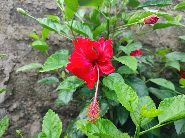 Closeup Flower — Stock Photo, Image