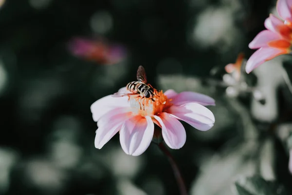 Zbliżenie Ujęcie Pszczoły Różowym Kwiatku — Zdjęcie stockowe