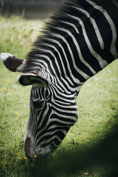 Closeup Shot Beautiful Zebra Eating Grass Wild — Stock Photo, Image