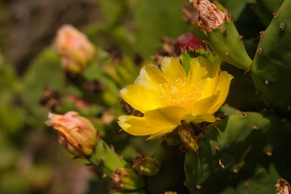 Zbliżenie Ujęcia Żółtego Kaktusa Opuntia — Zdjęcie stockowe