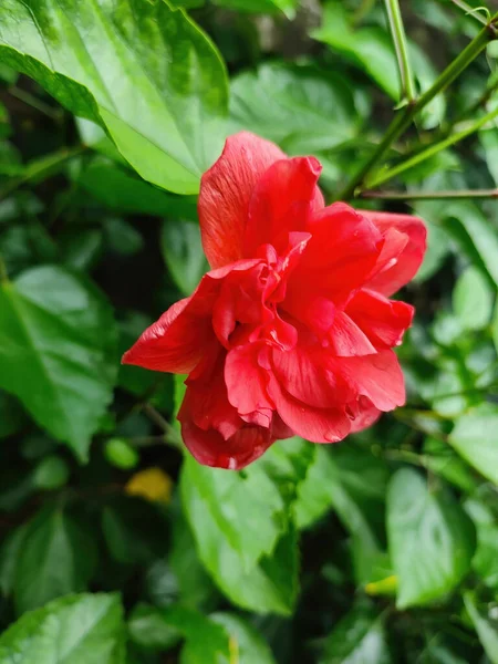 Zbliżenie Ujęcie Jasnoczerwonego Krzaka Hibiskus Kwiat — Zdjęcie stockowe