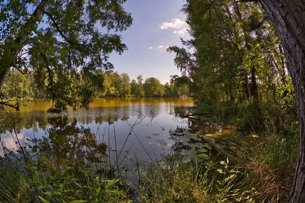 Hipnotyzujący Widok Bagna Środku Lasu Otoczonego Drzewami Pod Niebieskim — Zdjęcie stockowe