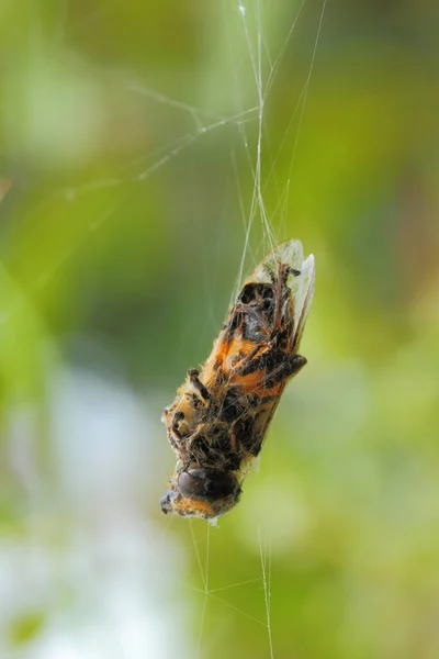 Vertical Shot Bee Hanging Spider Web Nature — Stock Photo, Image