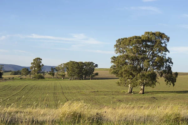 Paisagem Rural Campo Com Árvores Grama Verde Brotando — Fotografia de Stock