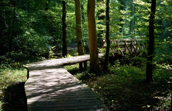 森の中に木道が作られた — ストック写真