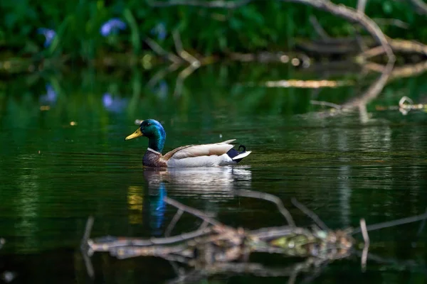 鸭鸭在湖中游动时的软焦点 — 图库照片