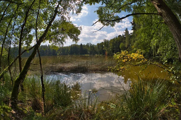 Eine Faszinierende Landschaft Eines Sumpfes Umgeben Von Waldbäumen Unter Blauem — Stockfoto