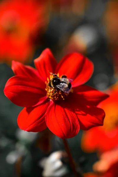 Вертикальный Снимок Пчелы Красной Георгине — стоковое фото