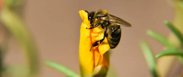Closeup Bee — Stock Photo, Image