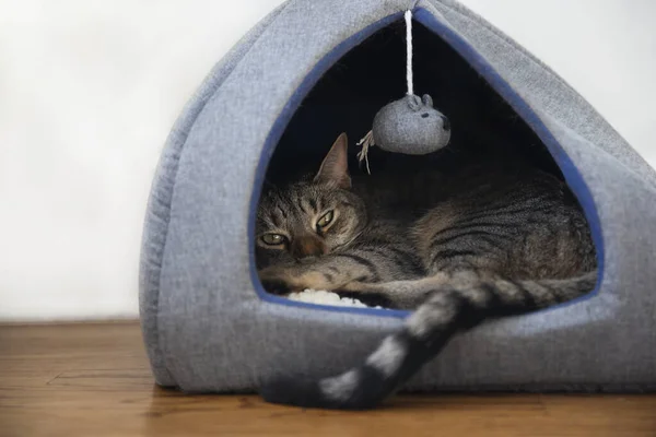 Cat resting in a fleece bed with hanging mouse toy. Sleeping in a cat's house