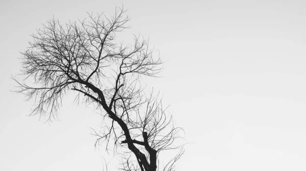 Bezlistne Gołe Drzewo Białym Tle — Zdjęcie stockowe
