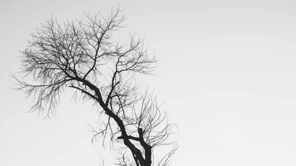 Árbol Desnudo Sin Hojas Sobre Fondo Blanco —  Fotos de Stock