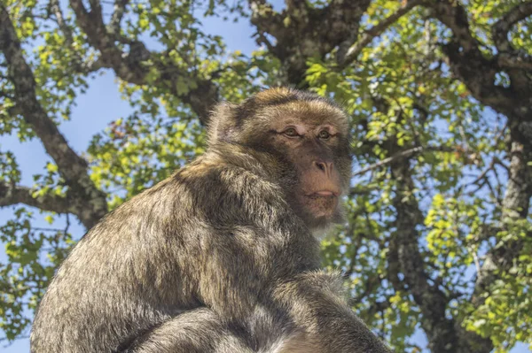 Selective Focus Shot Macaque Zoo — Stock Photo, Image