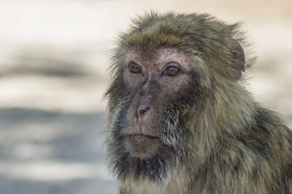 Une Mise Point Sélective Macaque Assis Par Terre Dans Zoo — Photo