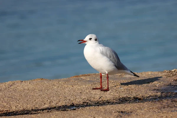 Een Close Shot Van Een Meeuw Neergestreken Een Zeekust — Stockfoto