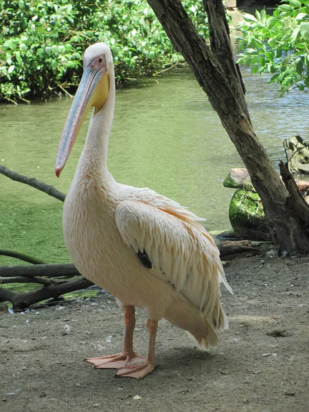 Tiro Vertical Grande Pelicano Branco Empoleirado Perto Uma Lagoa Parque — Fotografia de Stock