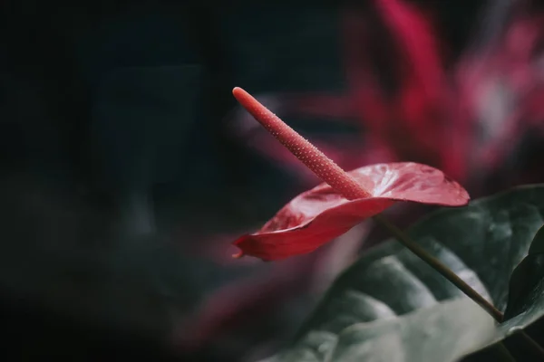 Zbliżenie Strzał Różowy Anthurium Kwiat — Zdjęcie stockowe