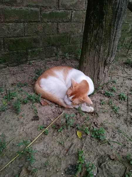 Tiro Vertical Gato Esponjoso Acurrucándose Una Bola Bajo Árbol —  Fotos de Stock