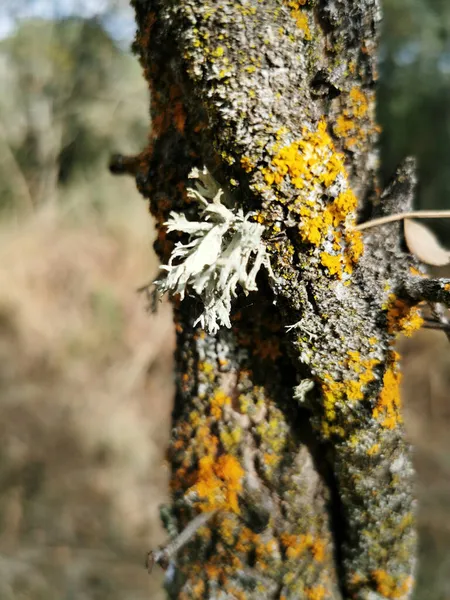 Selektivní Záběr Pokroucených Kmenů Stromů Rostoucích Slunci Pardu Madrid Španělsko — Stock fotografie