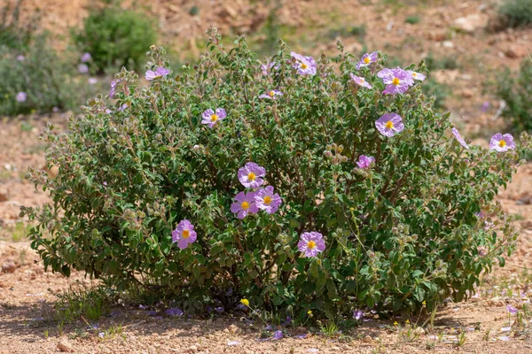 Közelkép Hoary Rock Rose Cistus Creticus Virág Tavasszal Algériai Aures — Stock Fotó