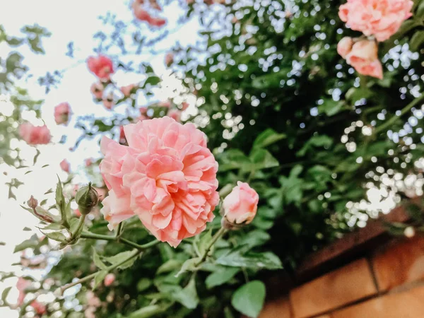 관목에 분홍빛 장미의 꽃봉오리 — 스톡 사진