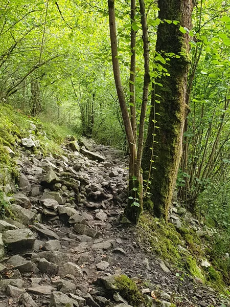 Ein Steiniger Pfad Einem Leuchtend Grünen Wald — Stockfoto