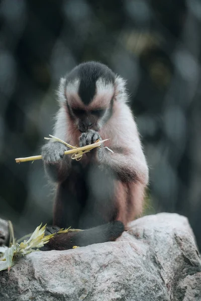Ένα Πορτραίτο Μιας Αξιολάτρευτης Μαϊμούς Που Τρώει Πίσω Από Θολή — Φωτογραφία Αρχείου