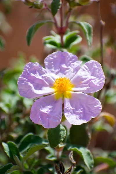 Primer Plano Hoary Rock Rose Cistus Creticus Flor Durante Primavera — Foto de Stock