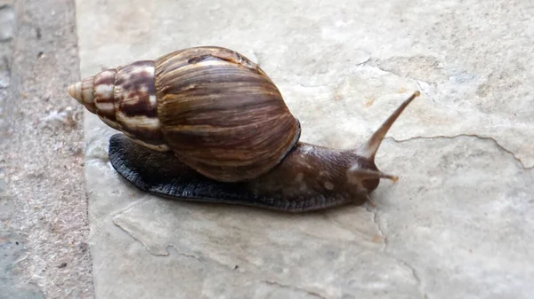 Escargot Terrestre Africain Géant Sur Sol — Photo