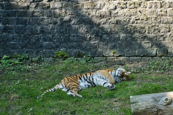 Tiro Horizontal Tigre Deitado Perto Parede — Fotografia de Stock