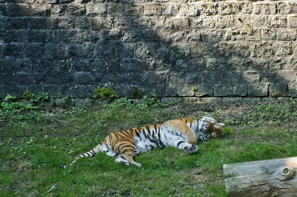 Disparo Horizontal Tigre Tendido Cerca Pared —  Fotos de Stock