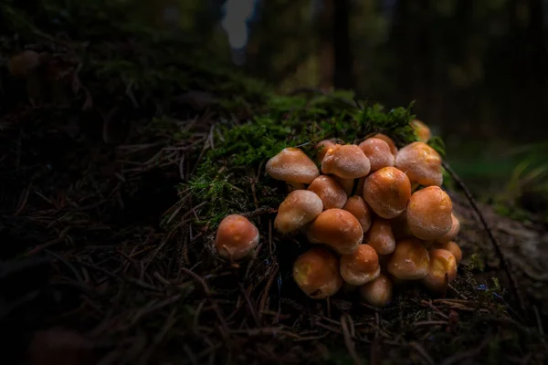 在黑暗的森林里生长的褐色蜜露蘑菇的特写镜头 — 图库照片