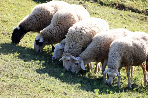 Kırsaldaki Otlakta Otlayan Bir Koyun Sürüsü — Stok fotoğraf
