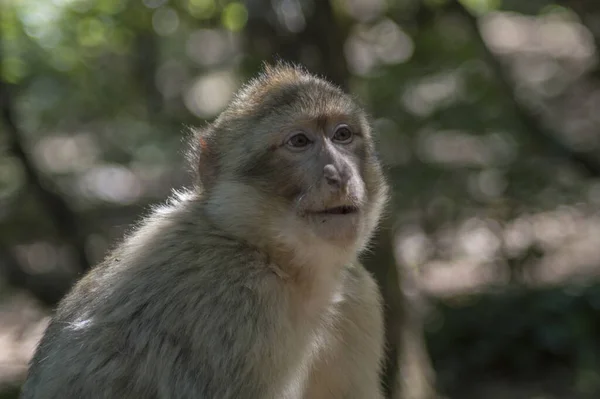 Valikoiva Tarkennus Laukaus Macaque Eläintarhassa — kuvapankkivalokuva