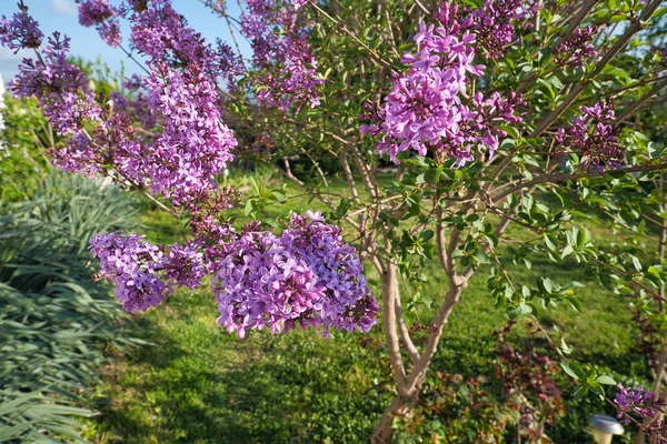 Syringa Vulgari Lilacs Son Arbustos Jardín Clásicos Pequeños Árboles Que — Foto de Stock