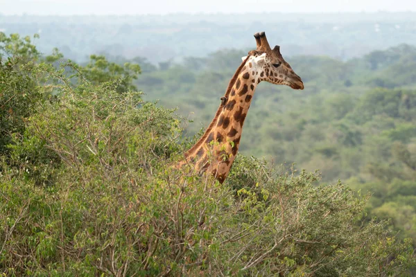 Снимок Баринго Жирафа Жирафа Camelopardalis Национальном Парке Murchison Falls Уганда — стоковое фото