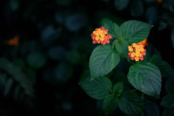 黄色と赤の花を咲かせる一般的なランタナの浅い焦点ショット アメリカ熱帯原産のベルベナ科の開花植物 — ストック写真
