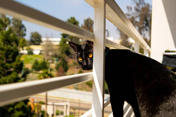 Μια Επιλεκτική Μαύρη Γάτα Κίτρινα Μάτια Κοντά Στα Κάγκελα Μιας — Φωτογραφία Αρχείου