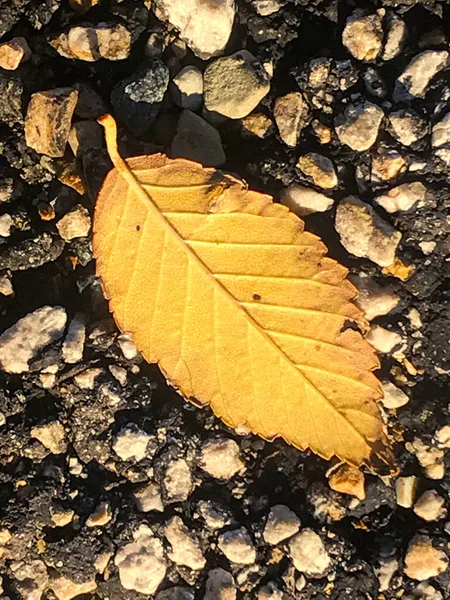 Вертикальний Знімок Жовтого Листа Лежить Землі — стокове фото